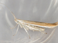 Coleophora discordella
